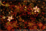 nEO_IMG_DSC_8232