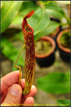 DSC_3571_nEO_IMG Nepenthes Rokko x stenophylla (a)
