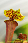 Sarracenia_flava_3