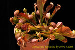 Sarracenia_psittacina