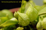 Sarracenia_psittacina_var_alba_1