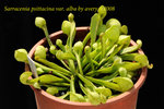 Sarracenia_psittacina_var_alba_2