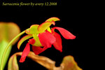 Sarracenia flower