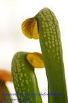 Sarracenia minor var. okefenokeensis