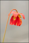 nEO_IMG_DSC_6718