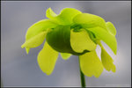 nEO_IMG_DSC_6731
