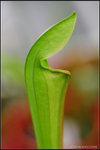 nEO_IMG_DSC_6735