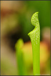 nEO_IMG_DSC_7799