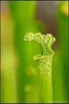 nEO_IMG_DSC_7800