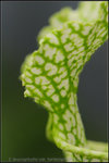 nEO_IMG_DSC_8501