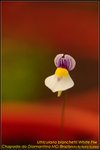 DSC_0820_nEO_IMG Utricularia blanchetii White Flw