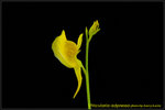 DSC_4234_nEO_IMG Utricularia adpressa