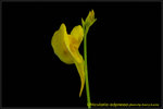 DSC_4235_nEO_IMG Utricularia adpressa