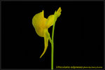 DSC_4236_nEO_IMG Utricularia adpressa
