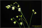 DSC_5406_nEO_IMG Utricularia asplundii