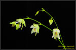 DSC_5408_nEO_IMG Utricularia asplundii