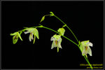 DSC_5409_nEO_IMG Utricularia asplundii