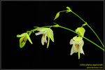 DSC_5411_nEO_IMG Utricularia asplundii