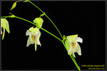 DSC_5412_nEO_IMG Utricularia asplundii 