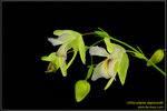 DSC_5414_nEO_IMG Utricularia asplundii