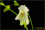 DSC_5417_nEO_IMG Utricularia asplundii