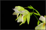 DSC_5418_nEO_IMG Utricularia asplundii