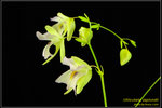 DSC_5419_nEO_IMG Utricularia asplundii