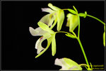 DSC_5421_nEO_IMG Utricularia asplundii