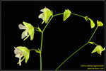 DSC_5424_nEO_IMG Utricularia asplundii