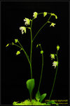 DSC_5426_nEO_IMG Utricularia asplundii