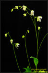 DSC_5427_nEO_IMG Utricularia asplundii