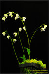 DSC_5675_nEO_IMG Utricularia asplundii