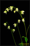 DSC_5676_nEO_IMG Utricularia asplundii