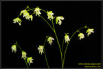 DSC_5677_nEO_IMG Utricularia asplundii
