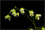 DSC_5679_nEO_IMG Utricularia asplundii