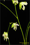 DSC_5681_nEO_IMG Utricularia asplundii