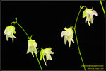 DSC_5682_nEO_IMG Utricularia asplundii