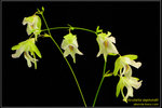 DSC_5683_nEO_IMG Utricularia asplundii
