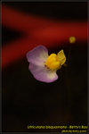 DSC_2157_nEO_IMG Utricularia bisquamata - Betty's Bay