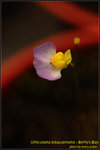 DSC_2158_nEO_IMG Utricularia bisquamata - Betty's Bay