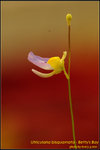 DSC_2159_nEO_IMG Utricularia bisquamata - Betty's Bay