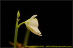 DSC_2171_nEO_IMG Utricularia calycifida - White flower