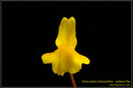 DSC_5592_nEO_IMG Utricularia chrysantha - yellow flw