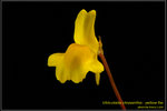 DSC_5594_nEO_IMG Utricularia chrysantha - yellow flw