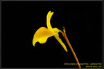 DSC_5595_nEO_IMG Utricularia chrysantha - yellow flw