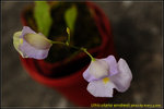DSC_2075_nEO_IMG Utricularia endresii