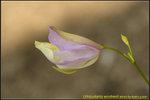DSC_2077_nEO_IMG Utricularia endresii