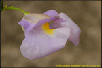 DSC_2078_nEO_IMG Utricularia endresii