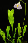 DSC_6366_nEO_IMG Utricularia endresii