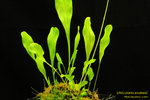 DSC_6367_nEO_IMG Utricularia endresii